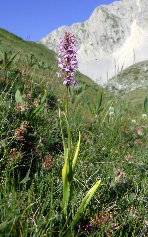 er Terminillo: la Nigritella widderi e altre orchidee sulla montagna di Roma.
